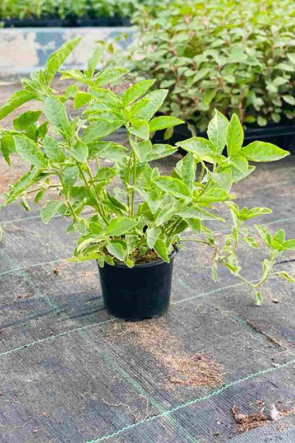 Alternanthera Ficoidea