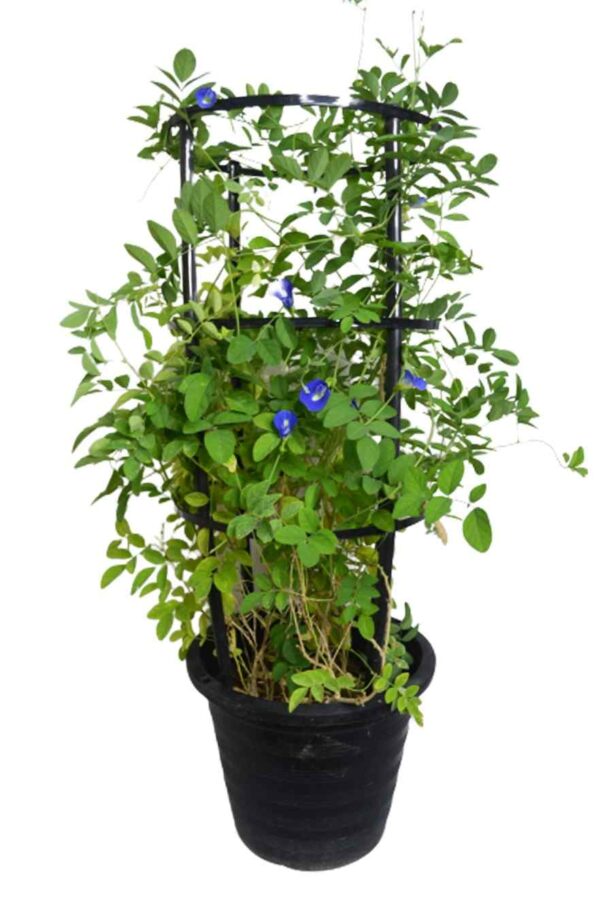 Clitoria Ternetea