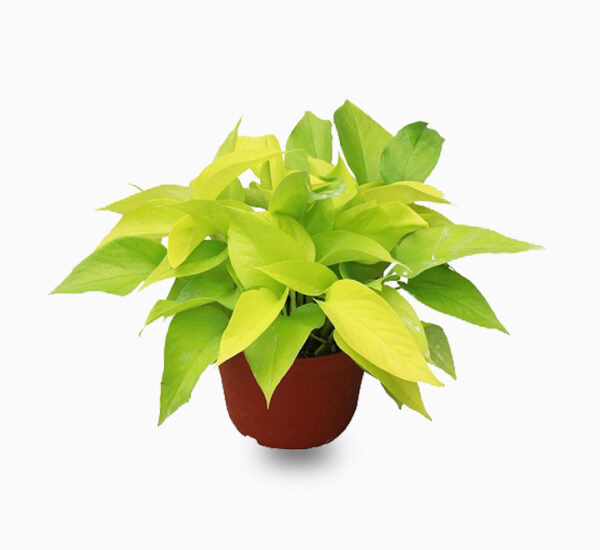 Neon Pothos