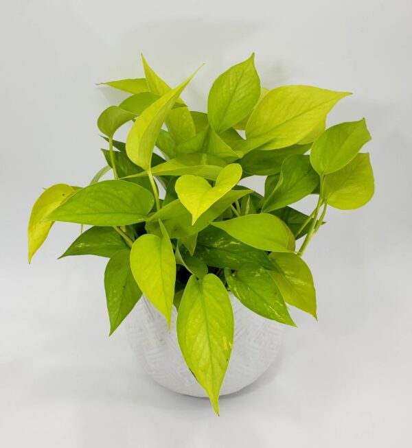 Neon Pothos - Image 2