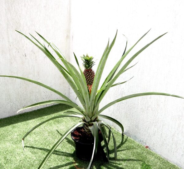 Ananas Comosus