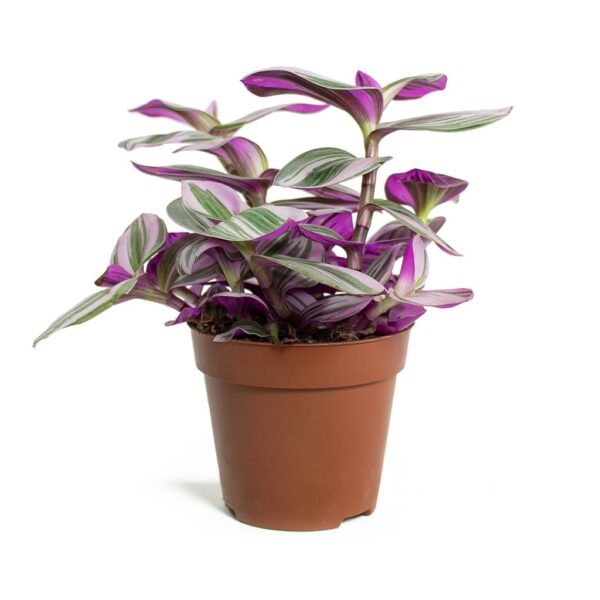 Tradescantia Nanouk - Image 3