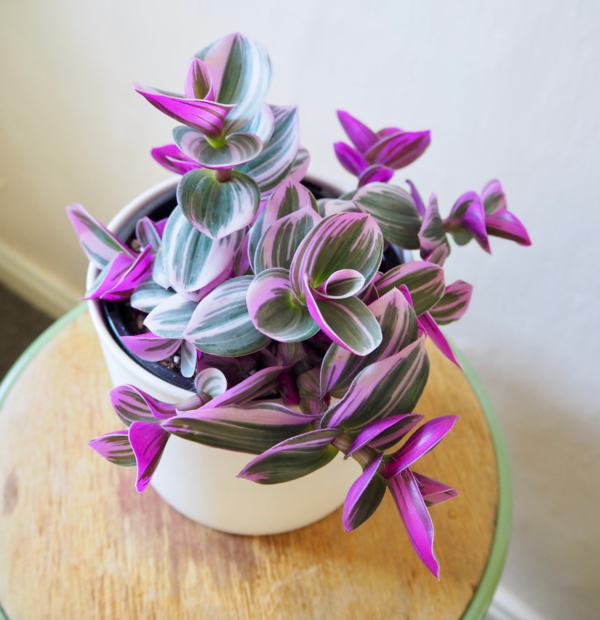 Tradescantia Nanouk