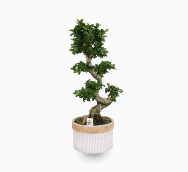 Ficus Microcarpa Bonsai S Shape - Image 2