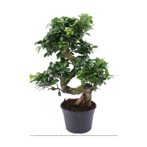 Ficus Microcarpa Bonsai S Shape - Image 3