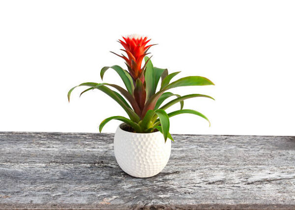 Guzmania