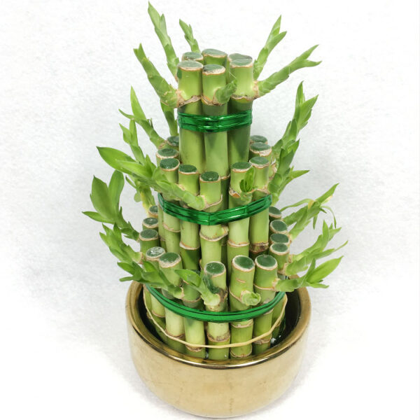 Lucky Bamboo Layers