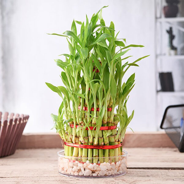 Lucky Bamboo Layers - Image 2