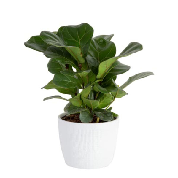 Ficus Lyrata - Image 2