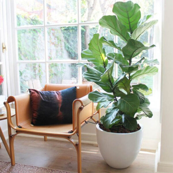 Ficus Lyrata